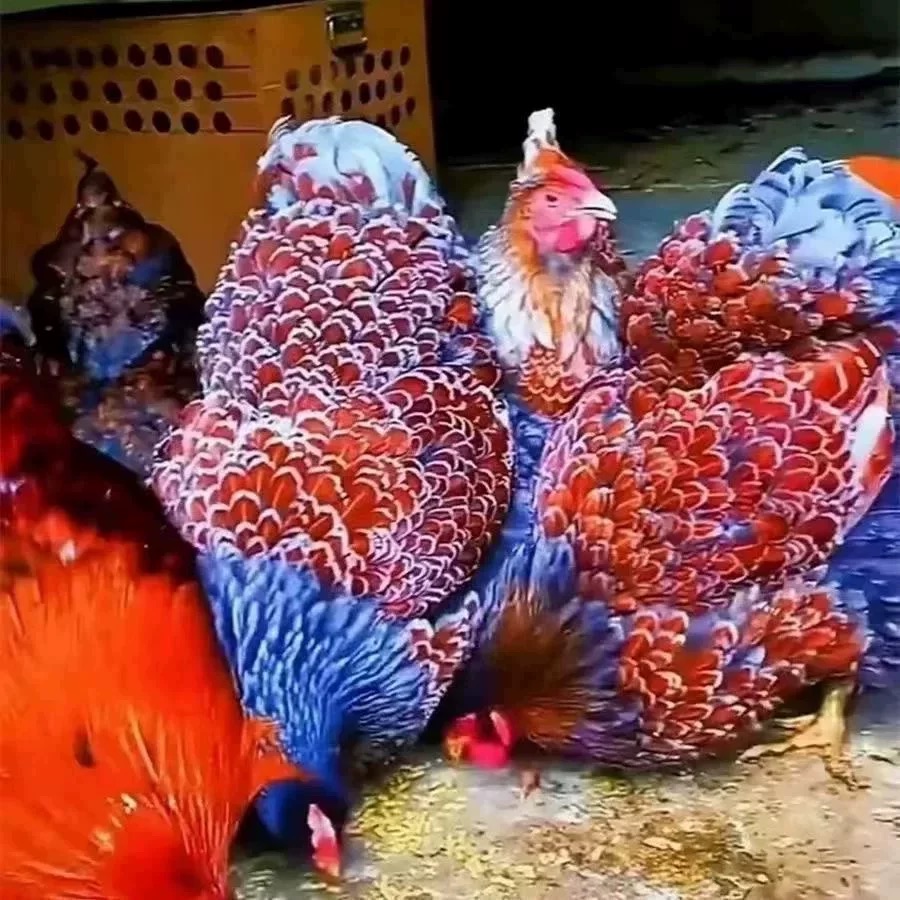 正宗七彩鱼鳞鸡鸡苗观赏鸡鱼鳞鸡苗绿壳蛋出壳鸡苗