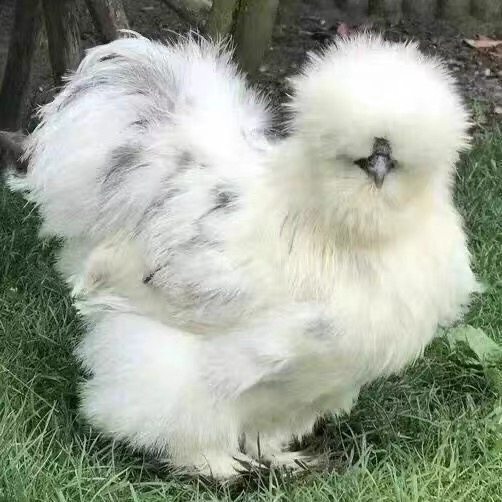 希尔鸡宠物鸡绒毛观赏鸡新鲜可孵化受精种蛋七彩混搭,宠物/宠物食品及用品,宠物鸡,淘宝优惠券,粉丝福利购,淘宝优惠卷