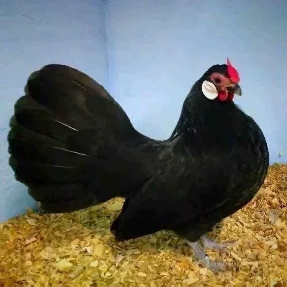 纯种白耳小长尾原鸡西班牙白脸鸡宠物鸡受精蛋种蛋当天新鲜蛋