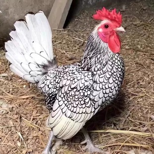 波兰鸡种蛋观赏鸡种蛋宠物鸡可孵化受精种蛋波兰斑点波兰鸡