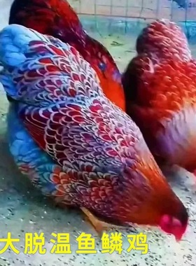 正宗七彩鱼鳞鸡半大脱温苗半斤左右观赏鸡鱼鳞鸡苗家养绿壳蛋鸡苗