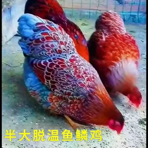 正宗七彩鱼鳞鸡半大脱温苗半斤左右观赏鸡鱼鳞鸡苗家养绿壳蛋鸡苗