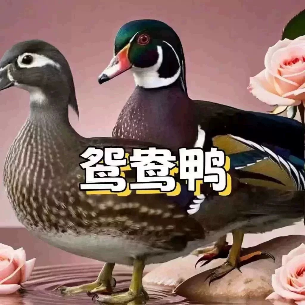 正宗鸳鸯鸭网红七彩鸳鸯鸭子可观赏可养殖鸭苗活的鸳鸯小鸭子便宜