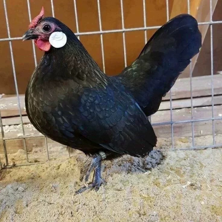 纯种白耳小长尾原鸡西班牙白脸鸡宠物鸡受精蛋种蛋当天新鲜蛋