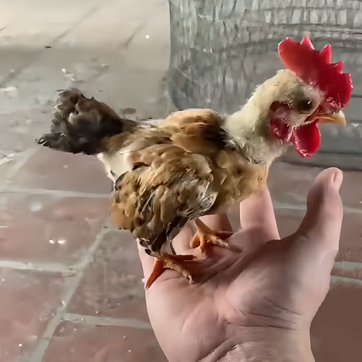 越南小竹鸡、小竹鸡、战斗鸡、小竹鸡、宠物鸡