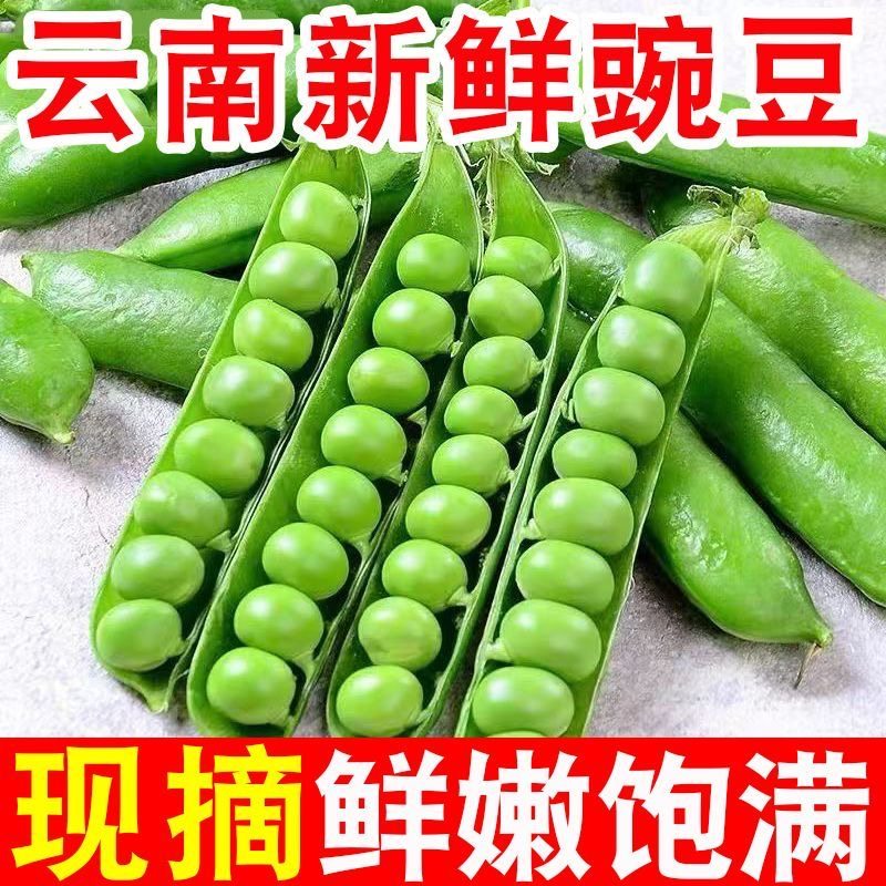 【鲜嫩现摘】云南新鲜豌豆荚水果甜豌豆带壳青豌豆新鲜蔬菜批发价,水产肉类/新鲜蔬果/熟食,新鲜豆类,淘宝优惠券,粉丝福利购,淘宝优惠卷
