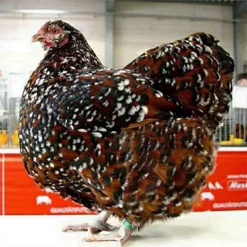 鲜蛋金边怀特黑白花怀特紫怀特鱼鳞鸡斑纹观赏鸡受精蛋种蛋,宠物/宠物食品及用品,宠物鸡,淘宝优惠券,粉丝福利购,淘宝优惠卷