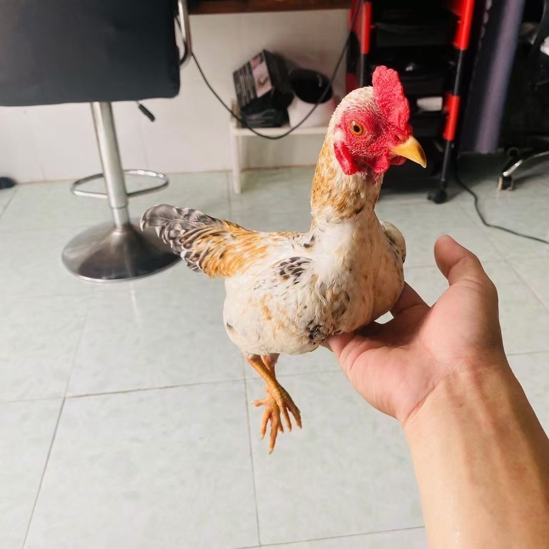 越南小竹鸡、小竹鸡、战斗鸡、小竹鸡、宠物鸡