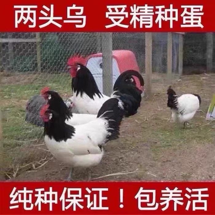 两头乌种蛋红色两头乌观赏鸡宠物鸡可孵化受精种蛋包纯种包受精率,宠物/宠物食品及用品,宠物鸡,淘宝优惠券,粉丝福利购,淘宝优惠卷