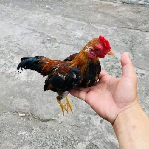 越南小竹鸡、小竹鸡、战斗鸡、小竹鸡、宠物鸡