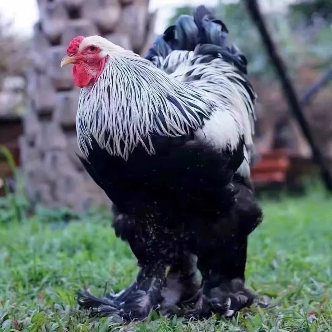 正宗婆罗门鸡种蛋纯种巨型大体梵天鸡种蛋观赏宠物鸡受精蛋可孵化,宠物/宠物食品及用品,宠物鸡,淘宝优惠券,粉丝福利购,淘宝优惠卷