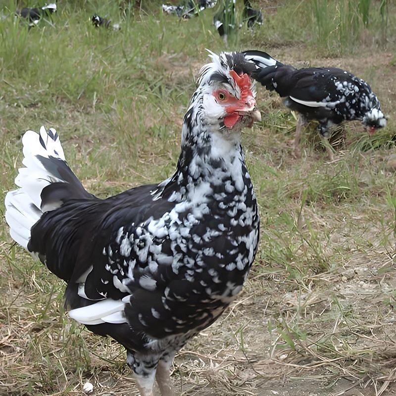 正宗贵妃鸡苗农家宠物观赏鸡纯种帽子鸡活体小鸡仔英国贵妇鸡活苗