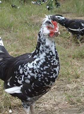 正宗贵妃鸡苗农家宠物观赏鸡纯种帽子鸡活体小鸡仔英国贵妇鸡活苗
