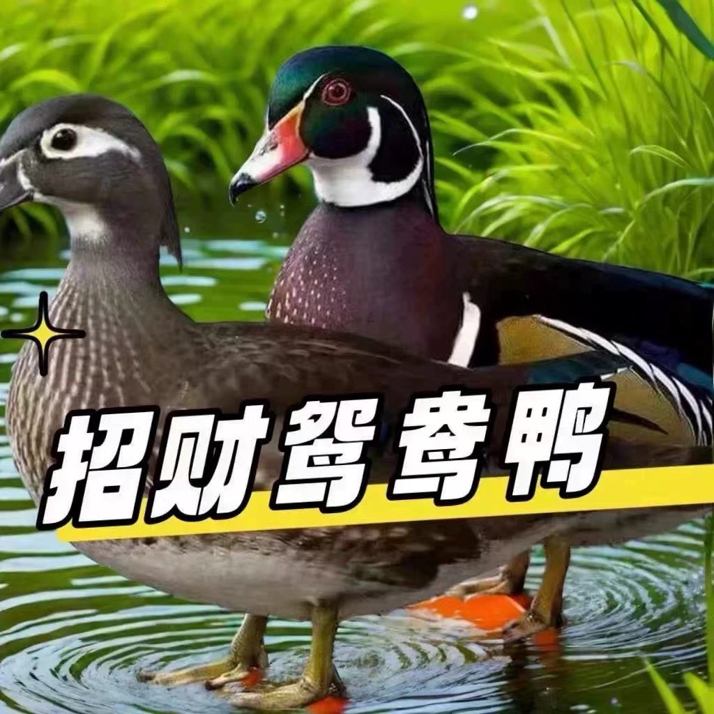 正宗鸳鸯鸭半大脱温苗半斤左右观赏鸭活体苗鸳鸯小鸭子家养,宠物/宠物食品及用品,宠物鸭,淘宝优惠券,粉丝福利购,淘宝优惠卷