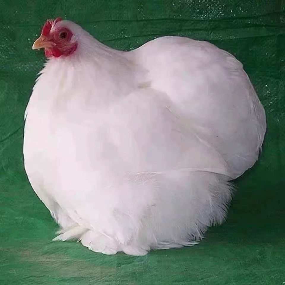 纯种日本球种蛋小体型观赏鸡科钦球受精蛋装可孵化球鸡科钦球鸡,宠物/宠物食品及用品,宠物鸡,淘宝优惠券,粉丝福利购,淘宝优惠卷