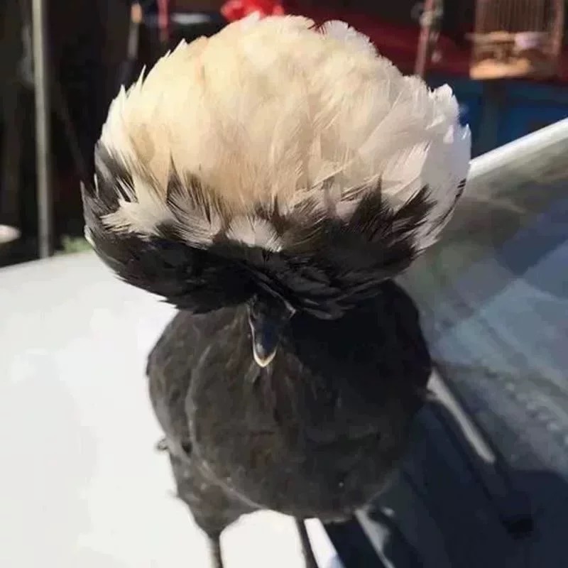 波兰帽子鸡5枚种蛋欧洲观赏鸡受精卵可孵化包受精率宠物鸡蛋