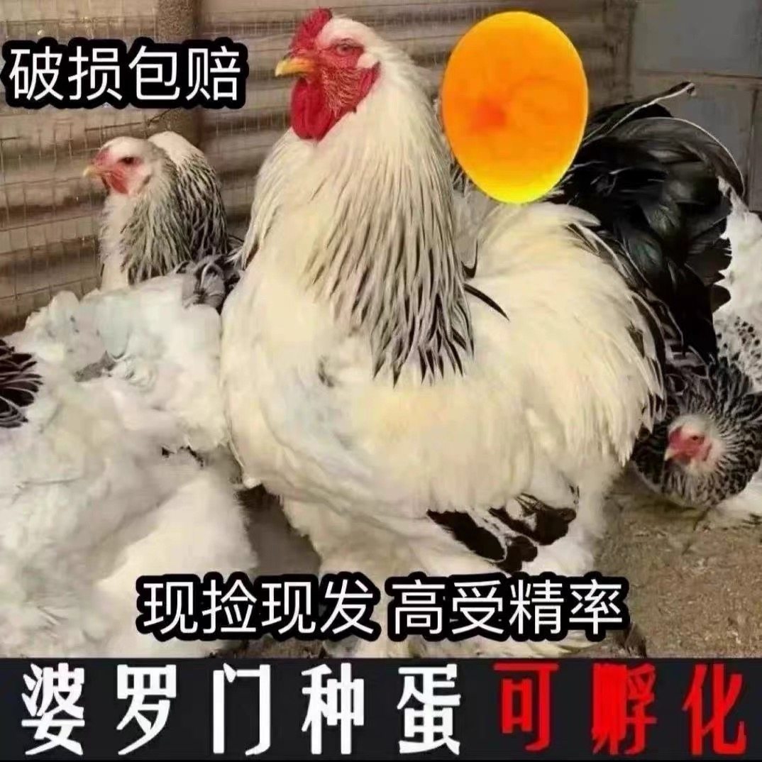 婆罗门鸡种蛋受精蛋可孵化巨型梵天观赏鸡活苗活体婆罗门种蛋,宠物/宠物食品及用品,宠物鸡,淘宝优惠券,粉丝福利购,淘宝优惠卷