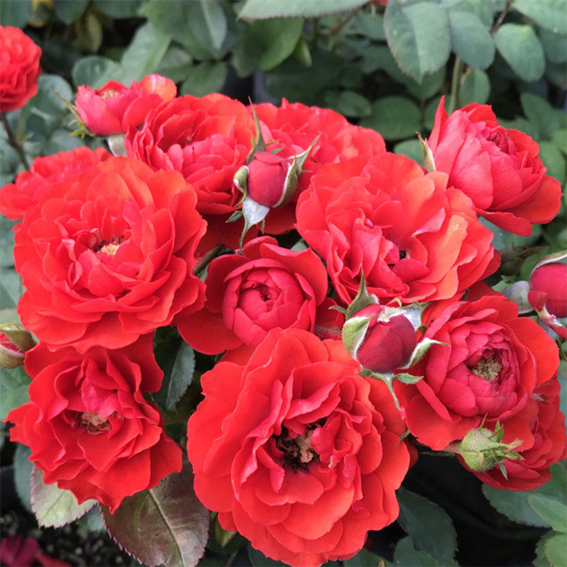 奇卡花环门廊 灌木红色多季开观花植物花卉庭院阳台盆栽月季花苗