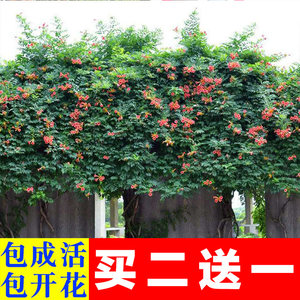 庭院花卉植物抗寒北方室外冬天花卉耐寒 室外