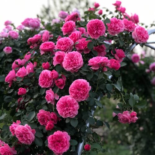 粉色达芬奇 爬藤月季花苗藤本多花蔷薇丰花阳台四季开