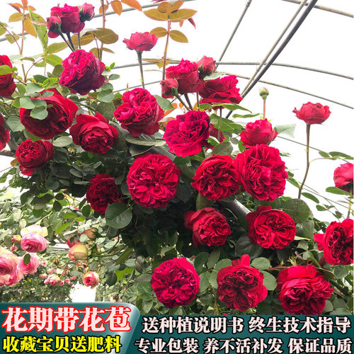 红色龙沙宝石-爬藤月季花苗 庭院爬藤攀援植物藤本浓香型月季花卉