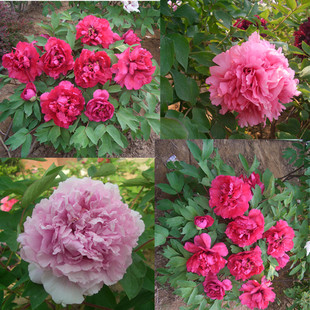 耐寒多分枝牡丹花苗 盆栽大苗洛阳带芽孢芍药花种重瓣花卉牡丹花