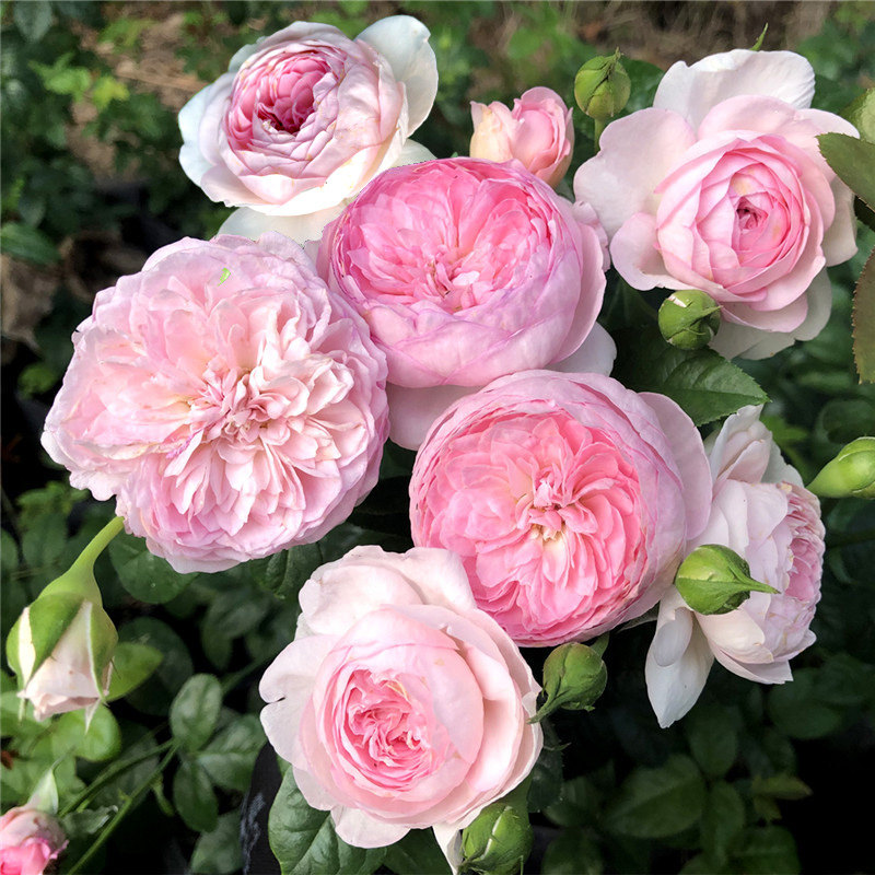 我的心 庭院阳台浓香玫瑰盆栽花卉花园植物藤本爬藤蔷薇月季花苗