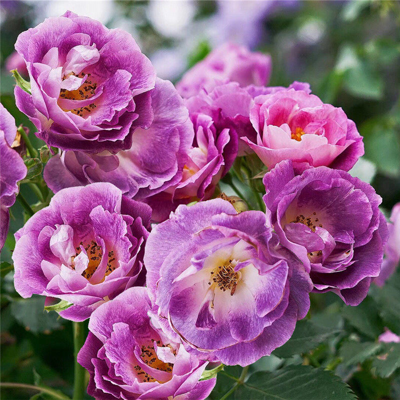 蓝梦月季花苗多头开花多阳台月季花苗浓香玫瑰盆栽花卉带花苞发货