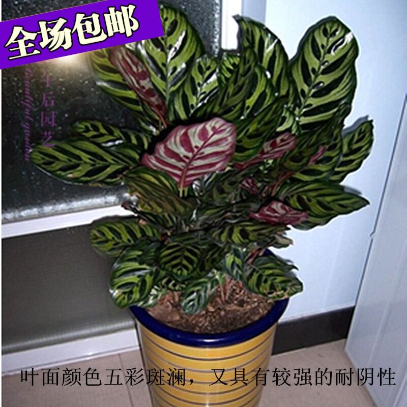 盆栽花卉 客厅摆放 孔雀竹芋 孔雀茱萸 办公室桌面盆栽 可水培