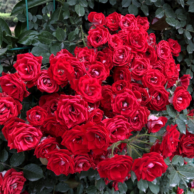 爬藤小女孩多花夏令营微型多头藤本阳台庭院蔷薇月季花苗花卉盆栽