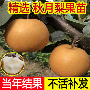 秋月梨树果苗嫁接早熟翠冠梨活苗晚熟南北方种植当年结果梨子树苖