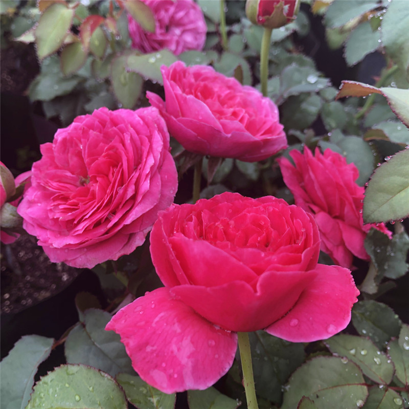 日月 月季花苗友禅 多季勤花植物灌木浓香花卉切花包子大花盆栽