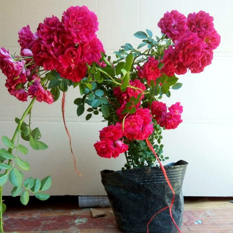 木香苗爬藤植物四季蔷薇月季庭院花卉甜蜜红木香花苗盆栽带花浓香