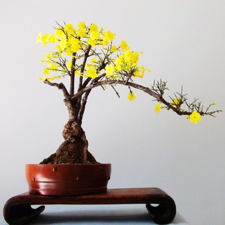 迎春花苗迎春花盆景龙爪迎春迎春花盆栽迎春老桩树桩盆栽迎春盆景