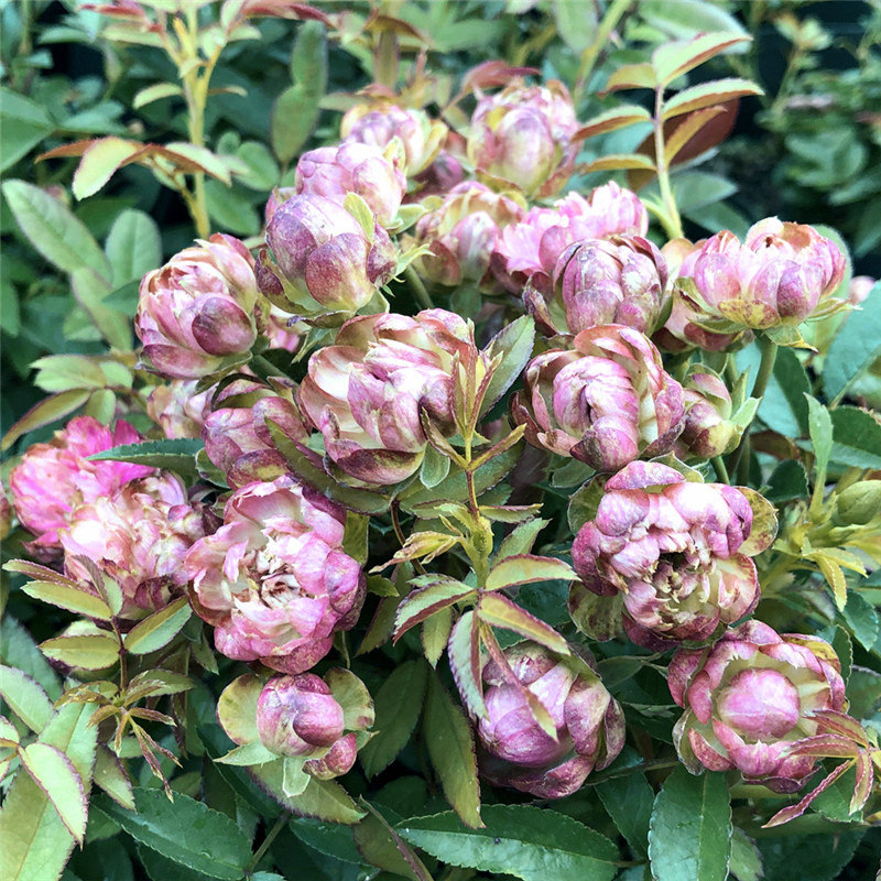 小萝卜月季花苗红闪电多花月季多头微型玫瑰四季开花阳台盆栽微月