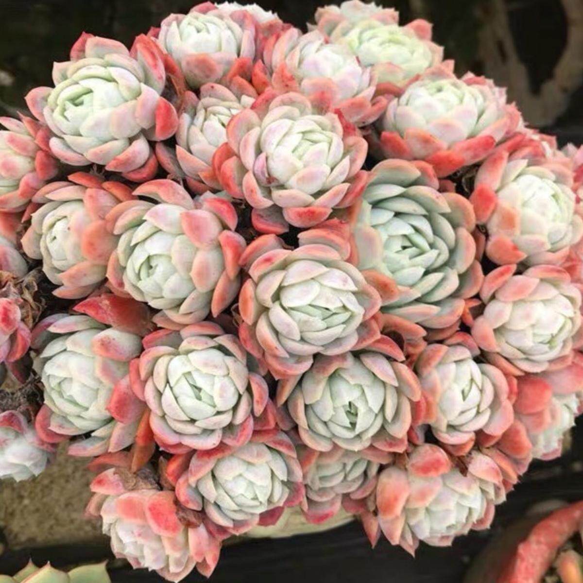 大群冰梅清棚多肉植物组合盆栽新爆盆超大特大老桩群生贝瑞组合