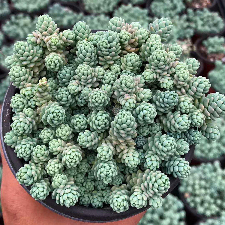 热销多肉植物 姬星美人 大姬星美人 旋叶姬N星美人办公室绿植满盆