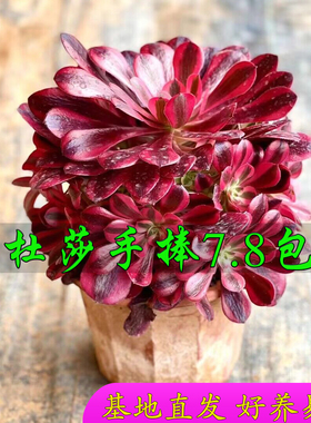 圆叶美杜莎多肉植物法师锦高级精品网红播款室内盆栽老桩木质大颗