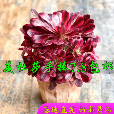 美杜莎多肉植物法师锦高级