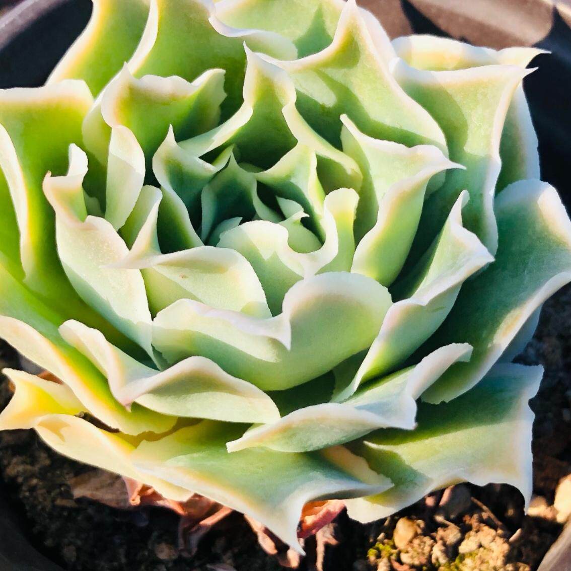 蓝丝绒皱叶月影多肉植物 冰边超级美非拉古娜瑞文斯韩国进口