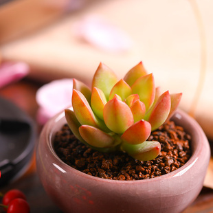 品相黄丽肉肉多肉植物盆栽办公室内绿植小盆栽花卉盆景