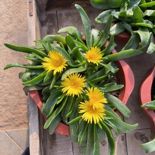 多肉厚叶佛手掌托金开花植物盆栽花卉绿植舌叶兰室千佛手