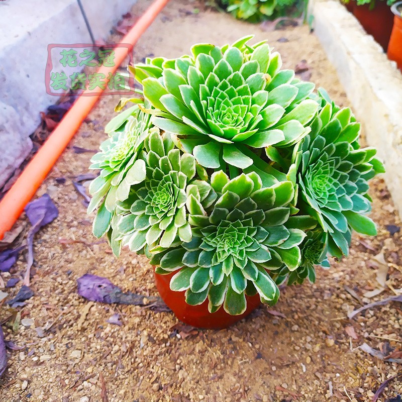 翡翠冰灿烂星爆法师老桩多肉植物圆叶黑法师多头大株超大一物一拍