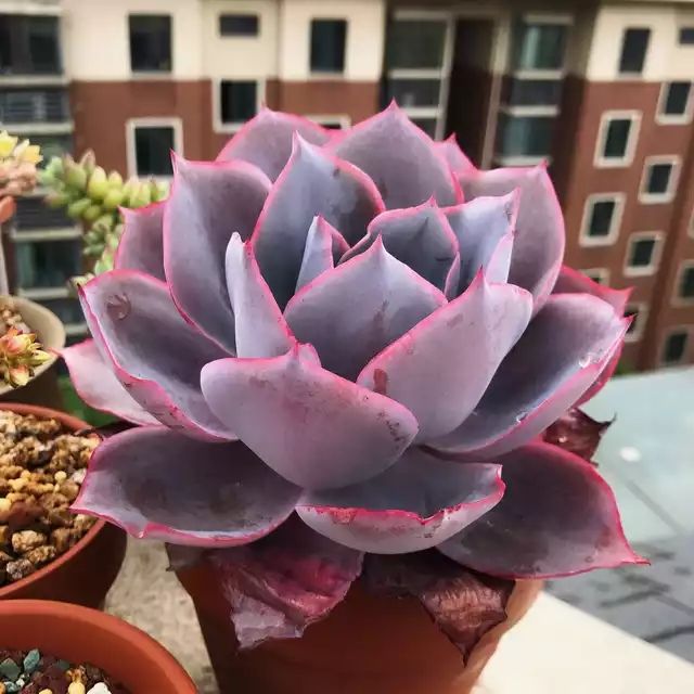 多肉植物广寒宫晚霞蓝光老桩一物一拍肉肉花卉基地大棚