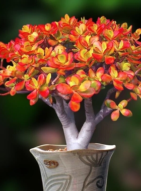 红叶玉树姬红花月老桩花卉法师多肉植物室内盆栽超大好养越晒越红