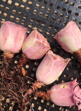 粉耶罗粉山地玫瑰 蜜桃杯酒杯白玉鸡蛋多肉 组合盆栽阳台