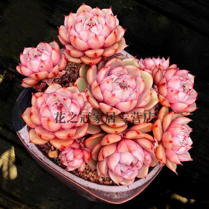 多肉植物韩系果冻粉苯巴蒂斯w群生拼盘多肉笨巴笨拍盆栽肉肉,鲜花速递/花卉仿真/绿植园艺,多肉植物,淘宝优惠券,粉丝福利购,淘宝优惠卷