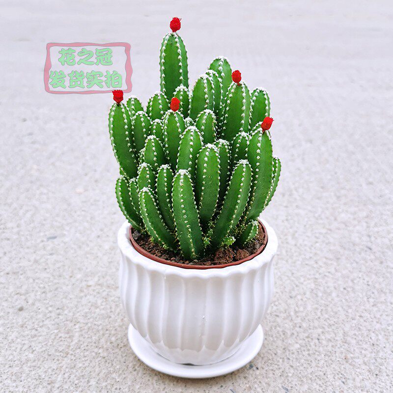 多肉万重山植物盆栽室内客厅绿植花卉新手好养仙人球,鲜花速递/花卉仿真/绿植园艺,多肉植物,淘宝优惠券,粉丝福利购,淘宝优惠卷