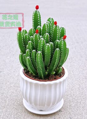 招财客厅新手好养仙人球多肉植物