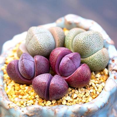 绿帝玉 大元宝 多肉植物多肉绿植盆栽番杏科迷你肉肉红蒂玉组合